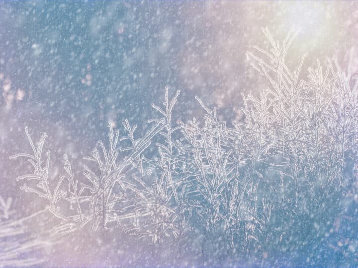 Vinterfrost och snö. Foto: Robert O. Aakerman