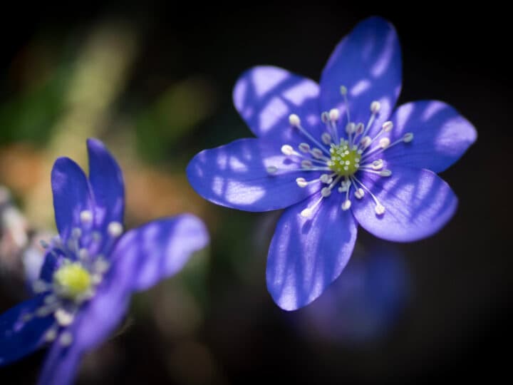 Blåsippa. Södermanlands län